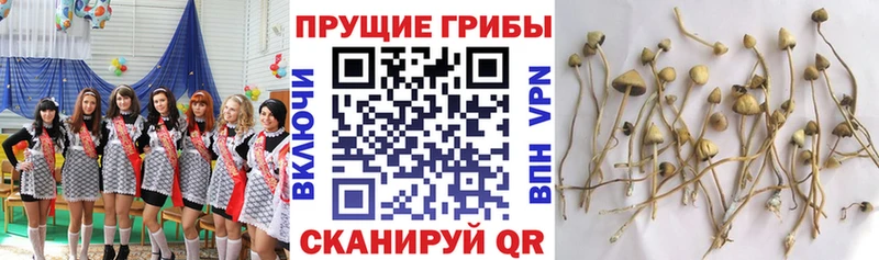 Псилоцибиновые грибы Cubensis  Кашира 